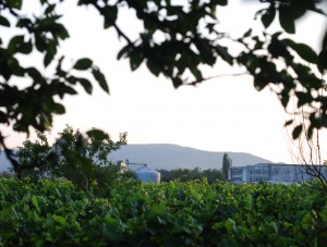 31podgoria-odobesti-vedere-fabrica-vinificatie