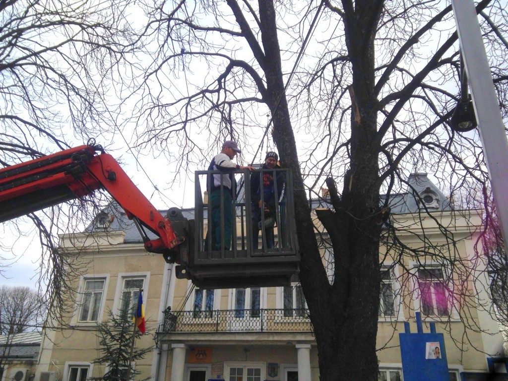 Incepe toaletarea copacilor pentru primavara