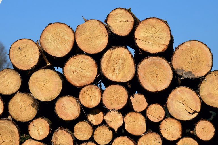 Anuntul cu organizarea licitatiei de vanzare masa lemnoasa